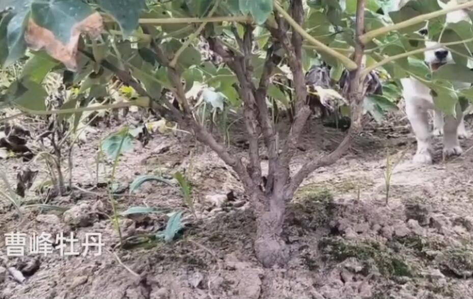 多年生牡丹老桩