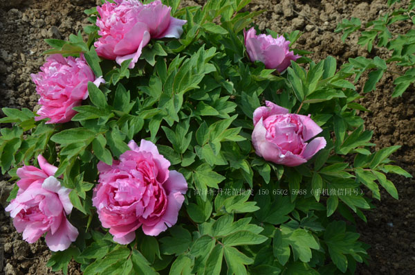 牡丹花苗多少钱一棵?真假牡丹花苗区别