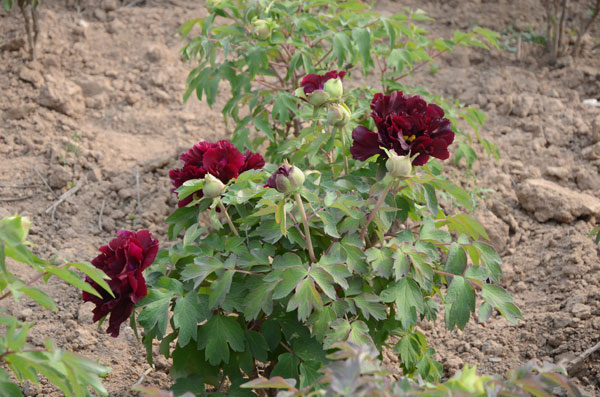观赏牡丹花苗.jpg