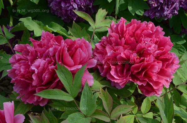 山西 #228; #187; #8364;么地有牡丹基地?山西牡丹适合 #228; #187; #8364;么时候移植?.jpg