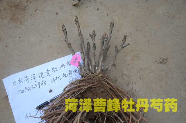 正宗观赏牡丹花苗03.jpg