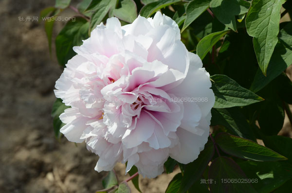 上海地区能种牡丹花吗?会不会开花?