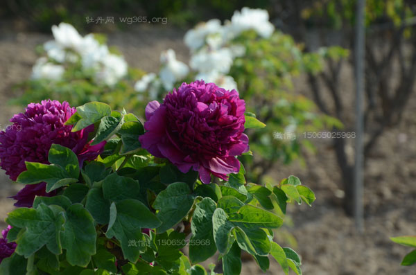 新疆能种牡丹吗?新疆什么时候种牡丹好?