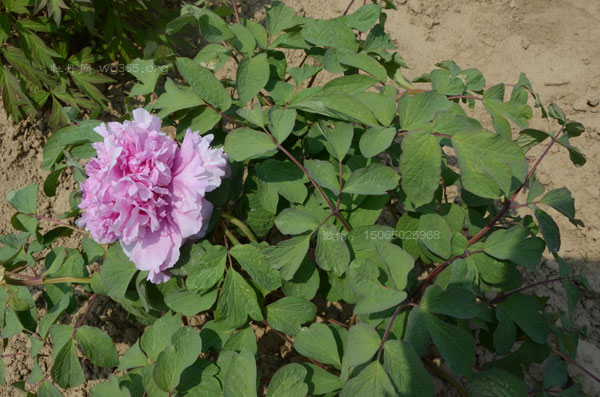 不知道牡丹花苗长什么样子?花农带你到牡丹苗圃转一转!