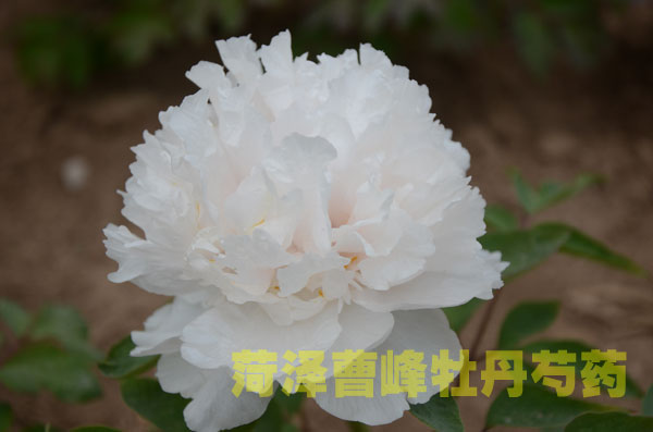 牡丹è #138;?1.jpg