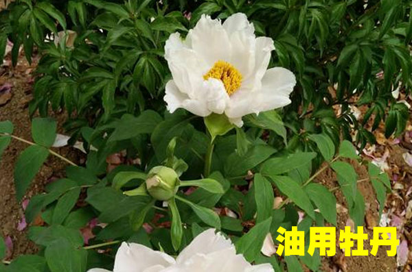 牡丹第一次开花是开白花么?你可能买到假牡丹苗了!