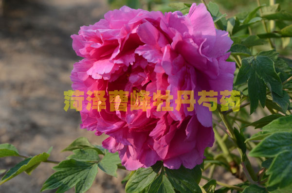 牡丹è #138;?5.jpg