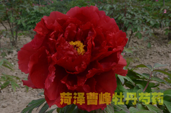 牡丹è #138;?4.jpg