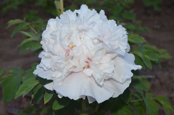 白色牡丹6.jpg