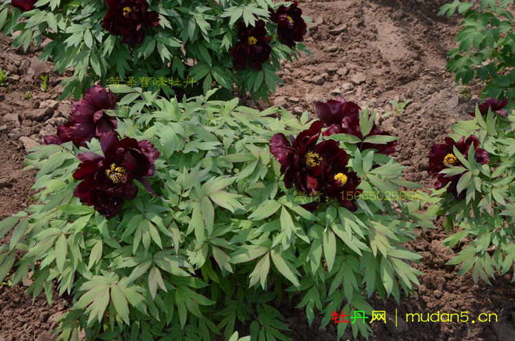 初乌牡丹,这个黑牡丹品种确实够黑!