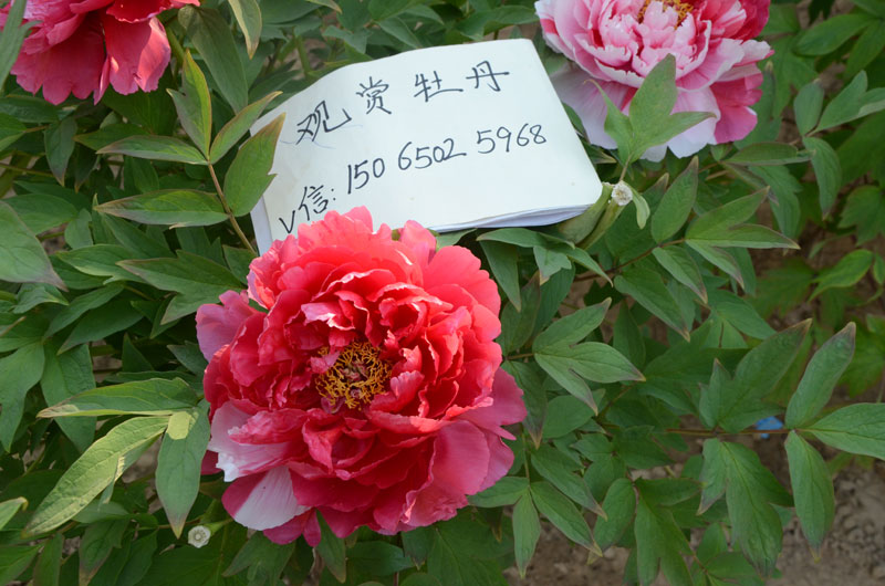 岛锦牡丹的特征 (1).jpg