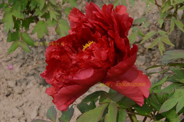 牡丹有红色的吗?原来大红色牡丹图片这么美!