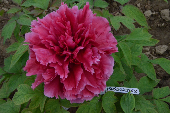 牡丹花王是什么颜色的?花王牡丹品种图 #231; #137;?(4).jpg