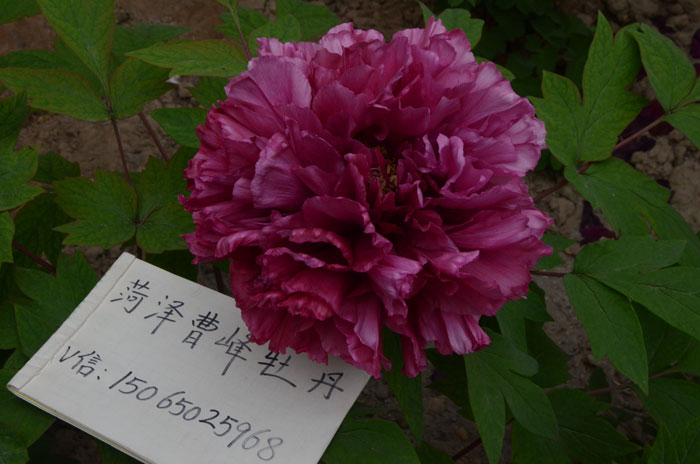 牡丹花王是什么颜色的?花王牡丹品种图 #231; #137;?(3).jpg