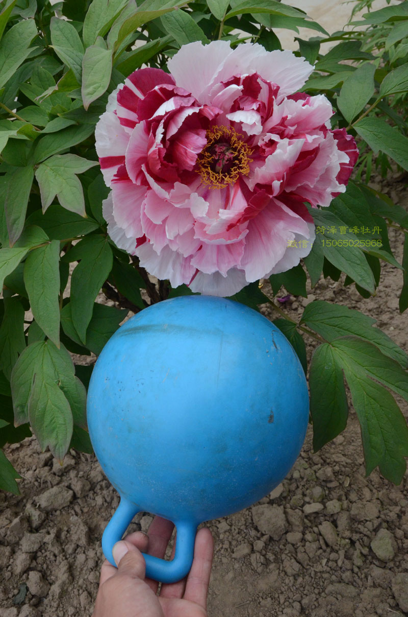 岛锦牡丹花 (4).jpg