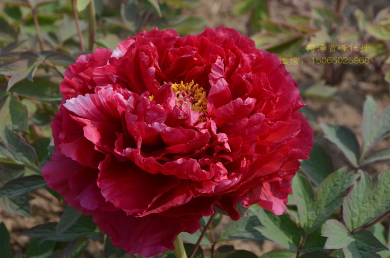 岛锦牡丹花 (7).jpg