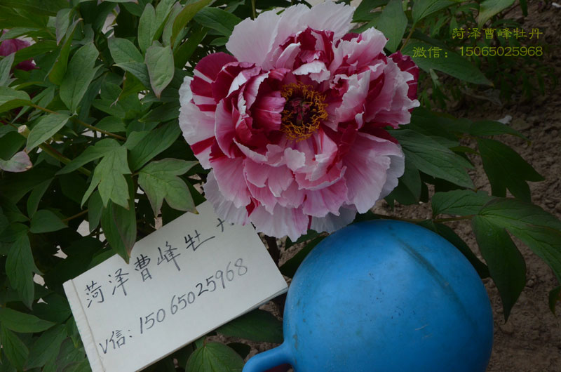 岛锦牡丹花 (2).jpg