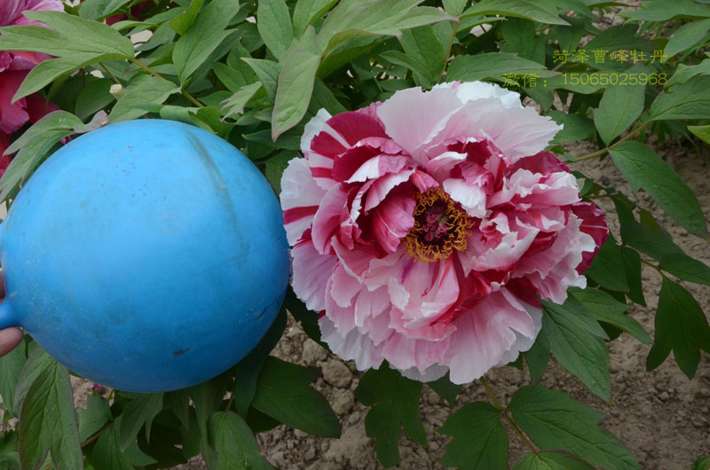 岛锦牡丹花 (8).jpg