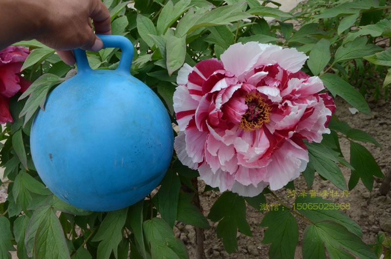 岛锦牡丹花 (3).jpg