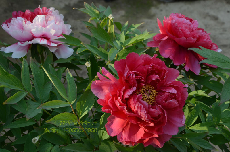 岛锦牡丹花 (1).jpg