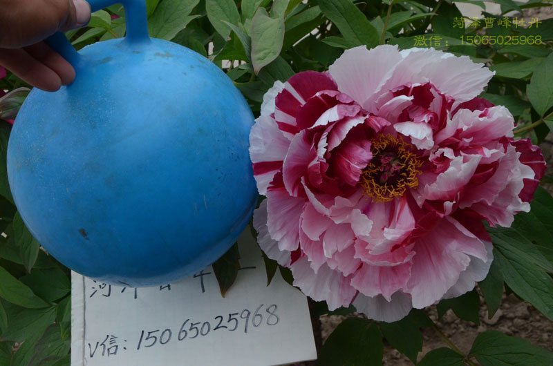 岛锦牡丹花 (6).jpg