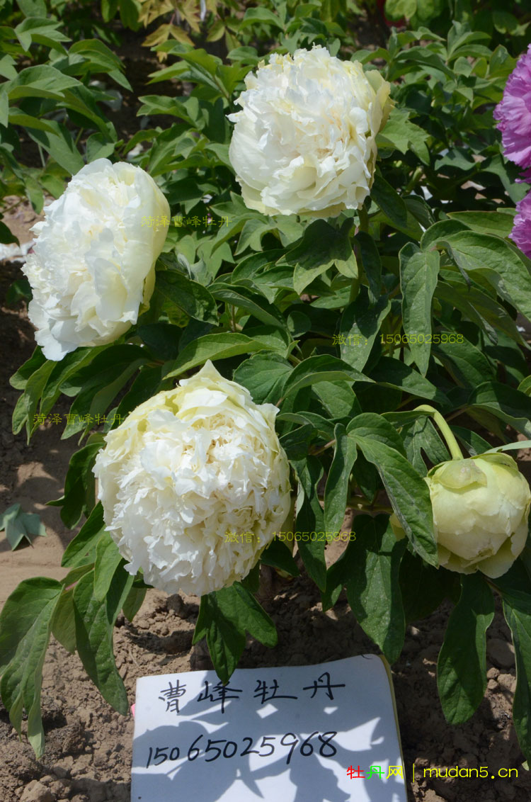 盛开后的春柳牡丹竟然长这样?