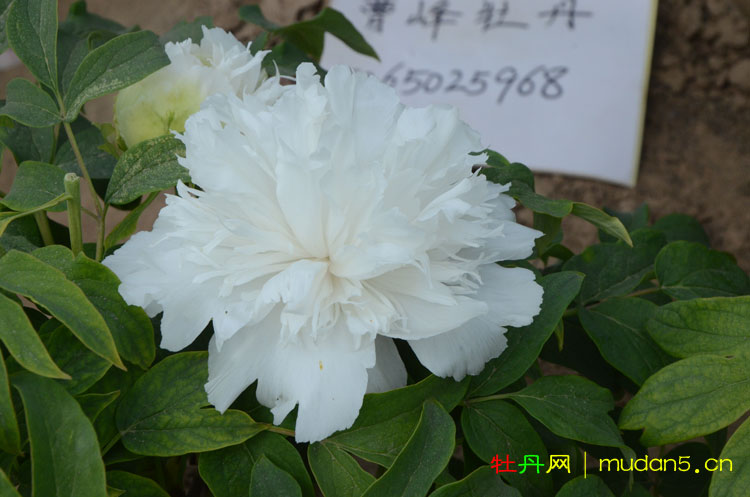 牡丹五月雪品种怎么样?牡丹花农曹峰带您瞧一瞧!