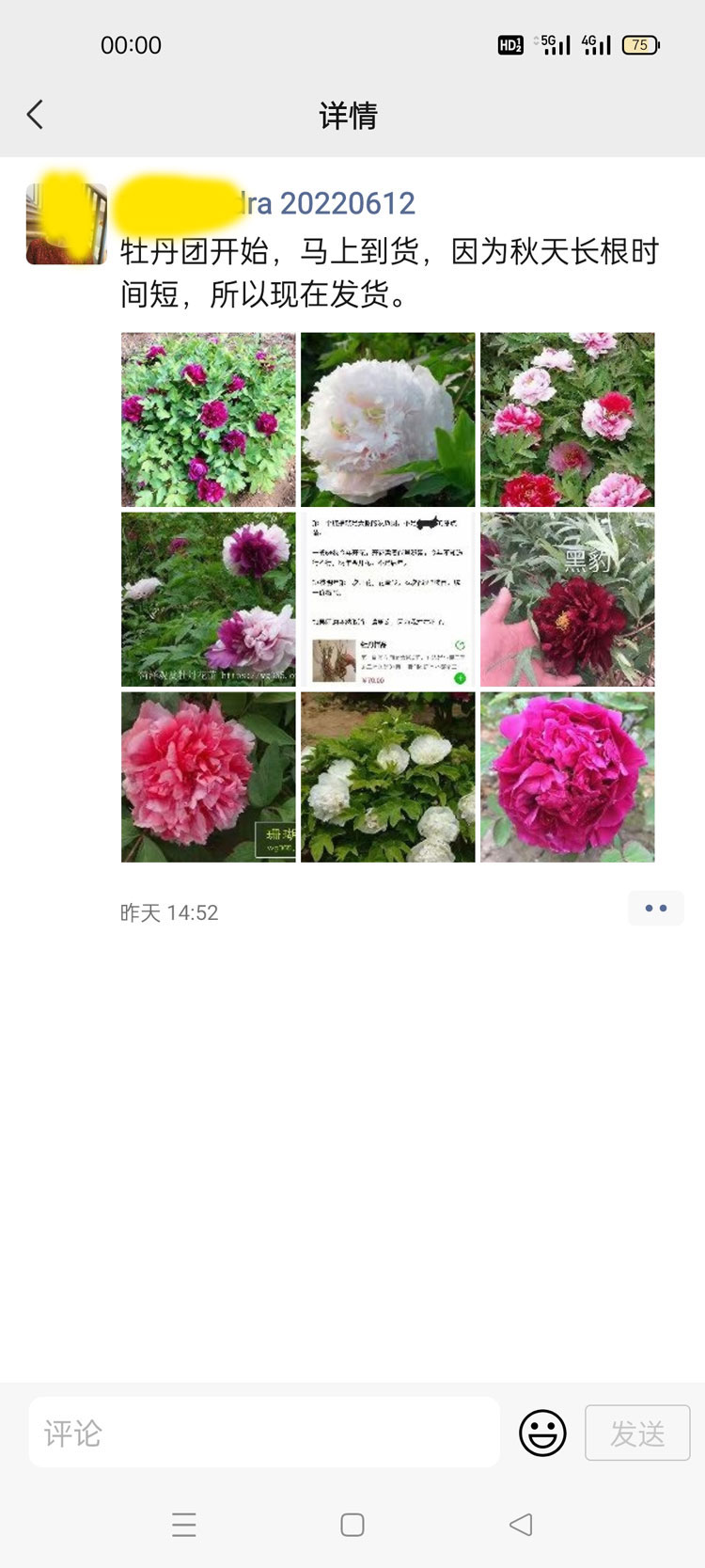 牡丹六月份移栽?考虑牡丹是否耐寒多余! (1).jpg