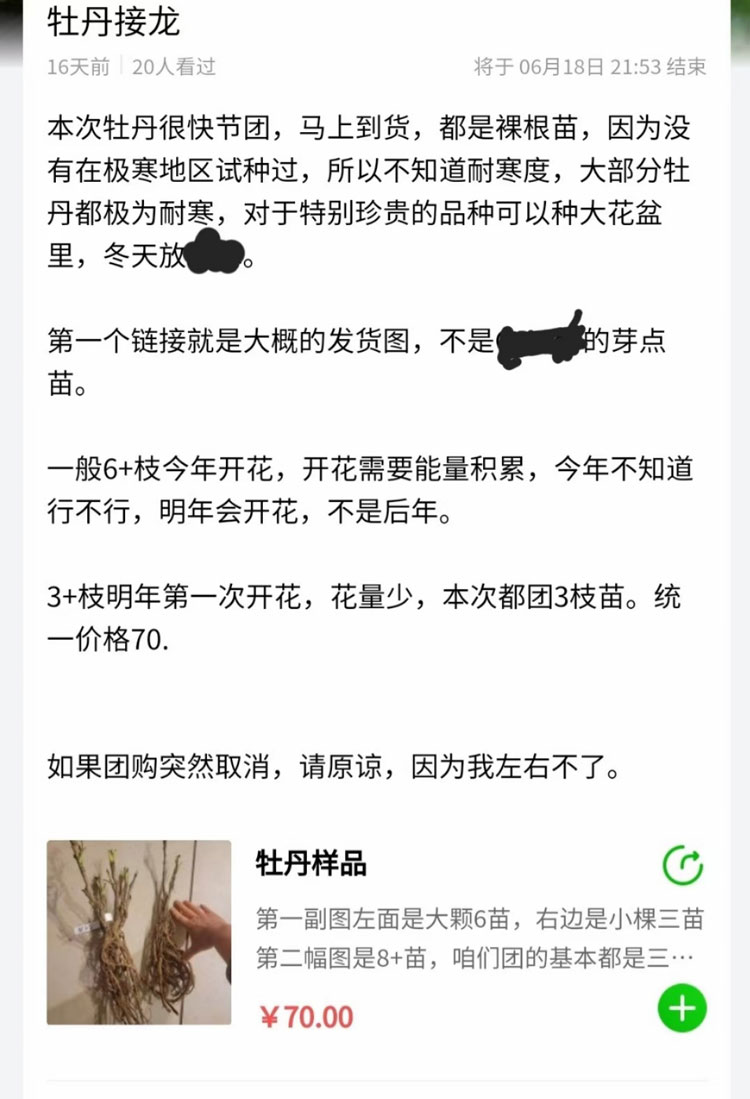 牡丹六月份移栽?考虑牡丹是否耐寒多余! (2).jpg