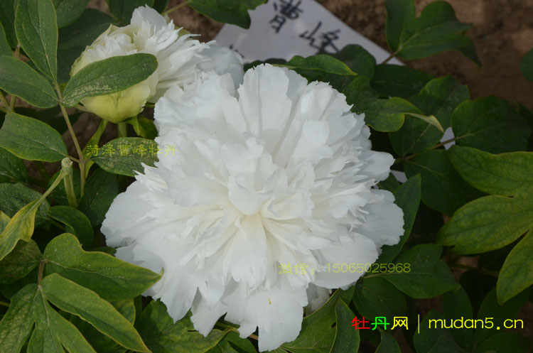 五月雪牡丹开什么花?花农曹峰带你看一下!