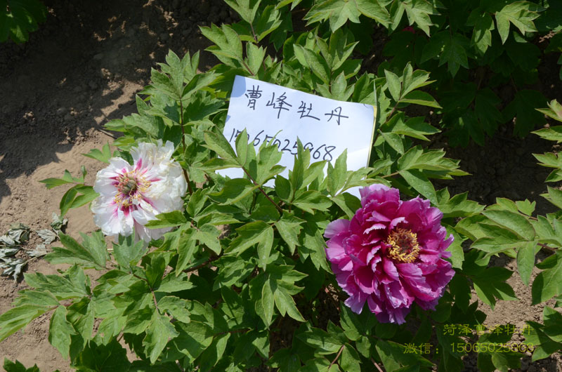 花二乔和岛锦的区别3.jpg