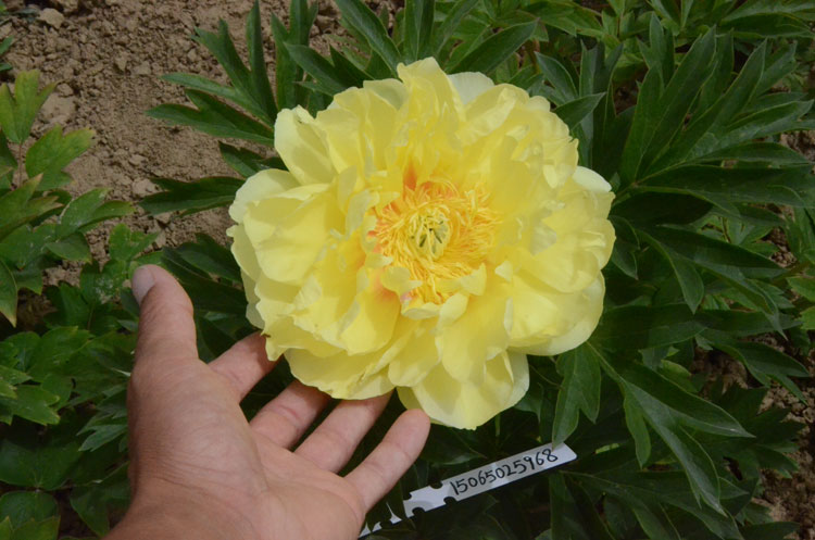 芭茨拉是牡丹还是芍药?花农介绍Bartzella