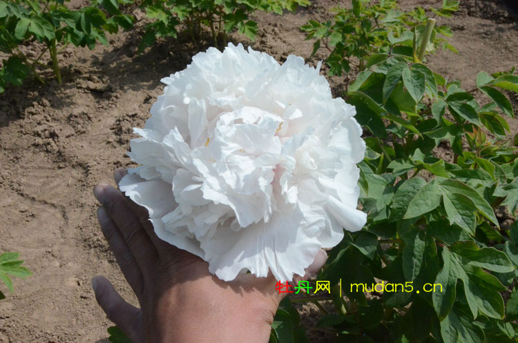 白牡丹品种有哪些?白牡丹品种介绍及图片