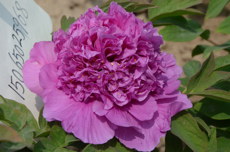 最贵牡丹花多少钱一棵?牡丹花最贵的一只多少钱?