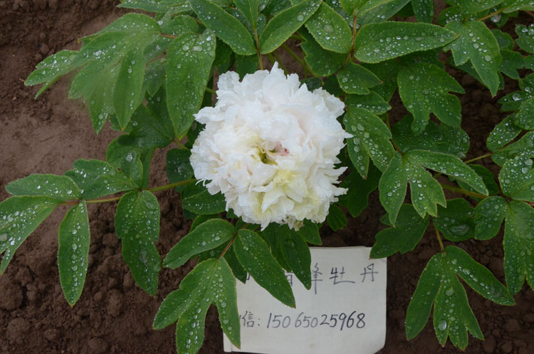 哪个牡丹品种花期长 (5).jpg