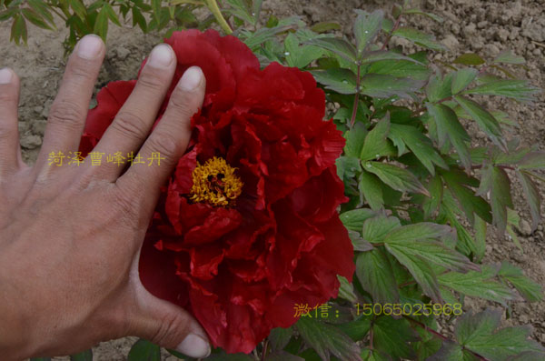 牡丹花多大一朵?牡丹品种哪个花最大? (1).jpg