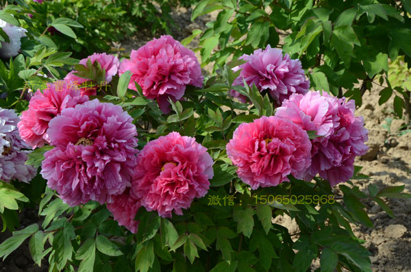 牡丹花多大一朵?牡丹花最大直径有多大?