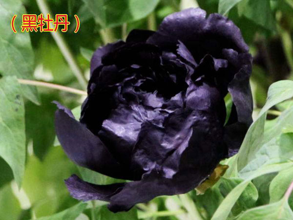 纯黑色牡丹花.jpg