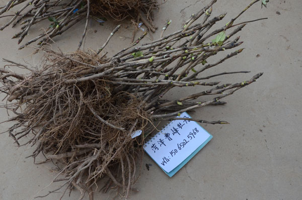 正宗牡丹是什么样子?花农告诉你正宗牡丹花苗是什么样的! (2).jpg