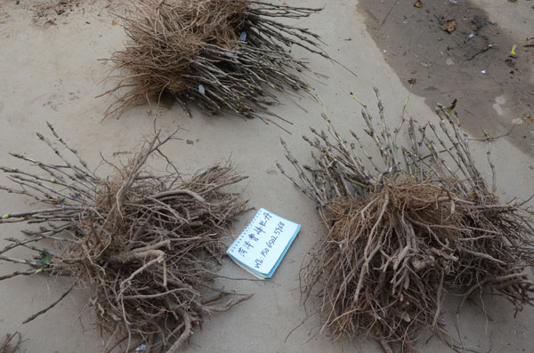 正宗牡丹是什么样子?花农告诉你正宗牡丹花苗是什么样的! (7).jpg