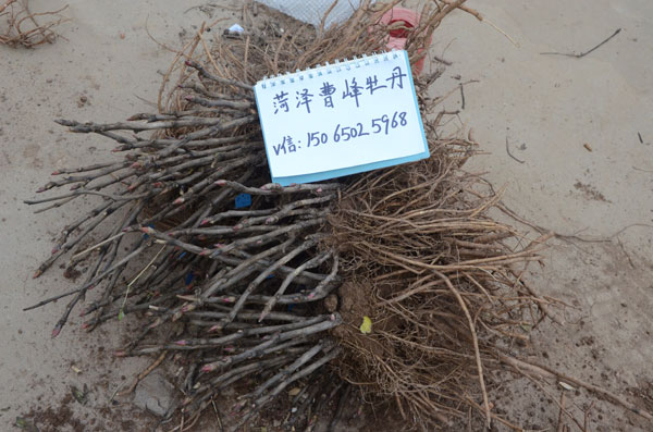 正宗牡丹是什么样子?花农告诉你正宗牡丹花苗是什么样的! (4).jpg