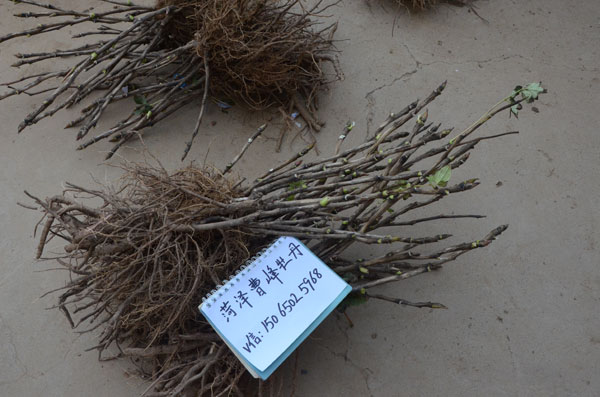 正宗牡丹是什么样子?花农告诉你正宗牡丹花苗是什么样的! (1).jpg