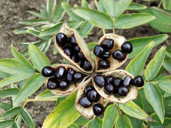 牡丹花种子哪里买?牡丹种子能种出观赏牡丹吗?