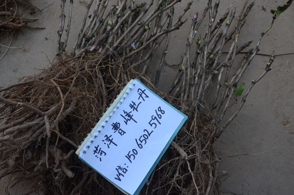 正宗牡丹是什么样子?花农告诉你正宗牡丹花苗是什么样的! (6).jpg