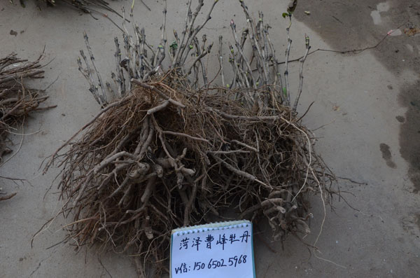 正宗牡丹是什么样子?花农告诉你正宗牡丹花苗是什么样的! (5).jpg