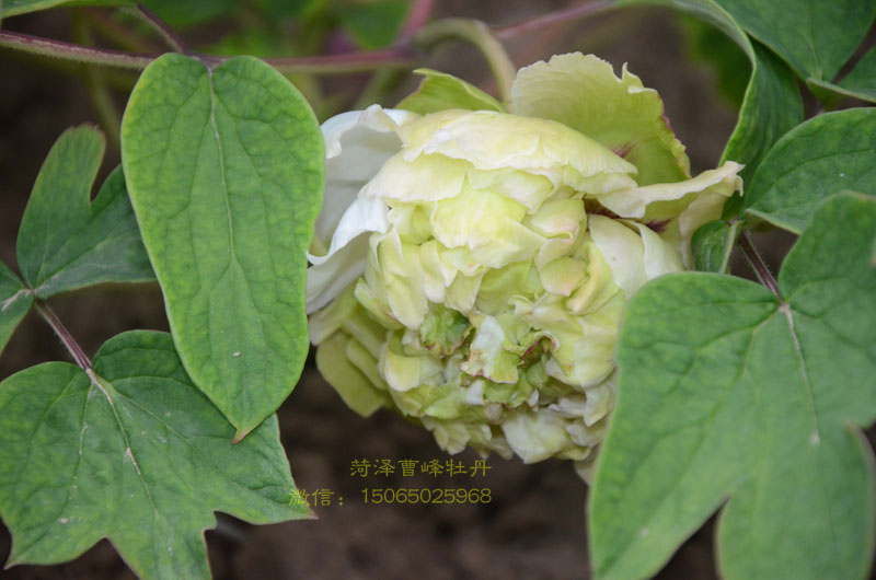 牡丹豆绿品种图片大图 (6).jpg