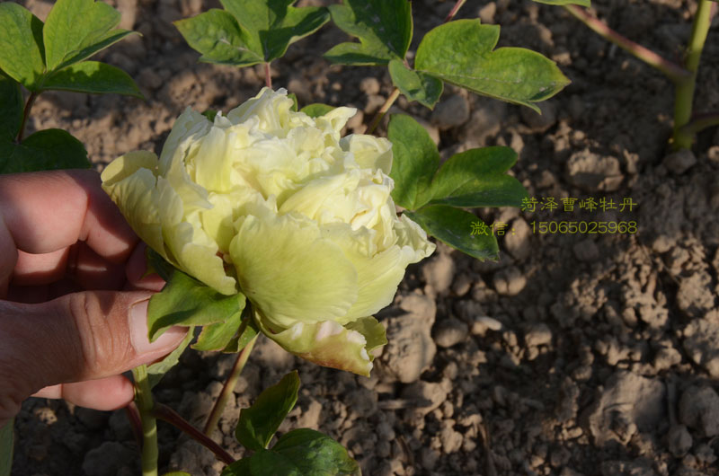 牡丹豆绿品种图片大图 (5).jpg