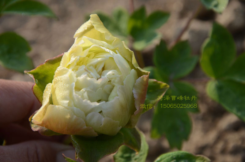 牡丹豆绿品种图片大图 (4).jpg