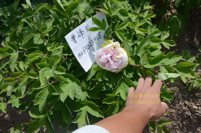 牡丹豆绿品种图片大图 (2).jpg