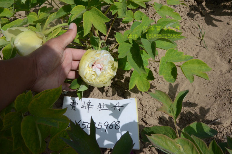 牡丹豆绿品种图片大图 (3).jpg